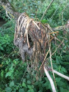 Balsamines mises à sécher