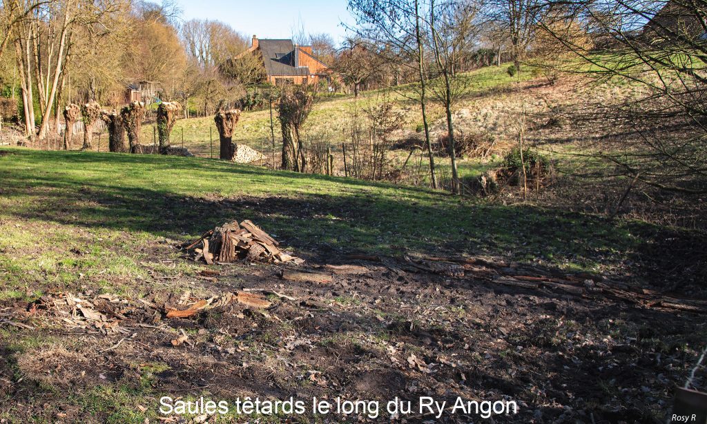 Saules têtards
